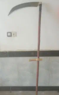 درو و چیدن گشنیز