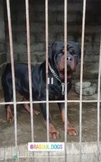 روتوایلر نر پوزه دلقکی جهت کشش