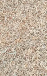 کاه گندم