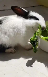 خرگوش