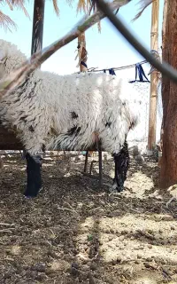 بره ماده شیر خار
