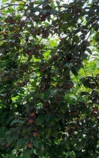 نگهبان مزرعه