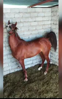 اسب