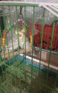 عروس هلندی