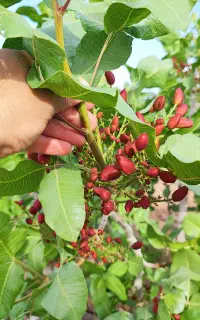 به چند نفر نیروی آبگیر در مزرعه باغ پسته نیازمندیم