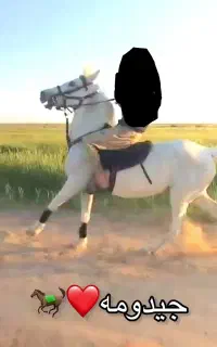 اسب مادیون