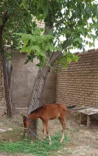 کره اسب