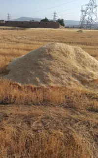کاه دیم ومرغوب کرمانشاه هرچندتن