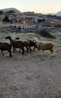 بز میش گوسفند بره شیشک چپش
