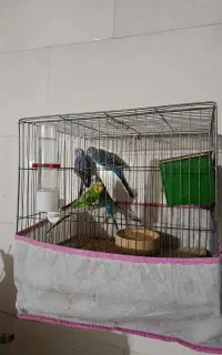مرغ عشق درشت