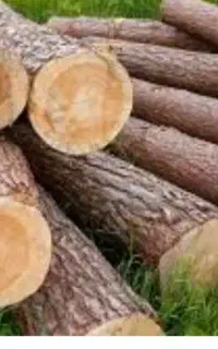 برش وحرس وخرید درختان شما