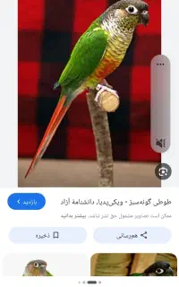 طوطی گیرینچیک