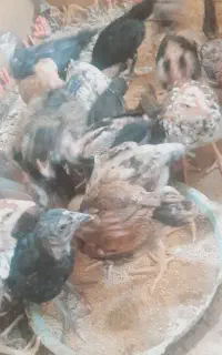 جوجه محلی