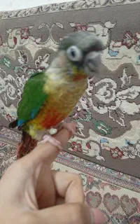 دو عدد جوجه گرینچی سرلاکی دستی