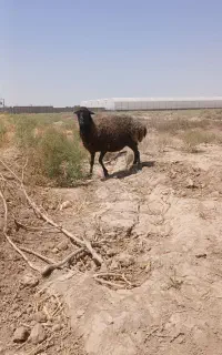 میش‌بز‌بره‌قوچ