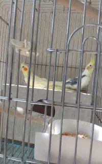فروش یک جفت پرنده
