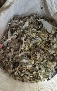 کودحیوانی کفتر.یاچغلی