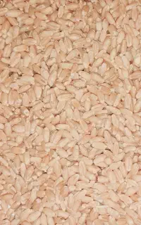 گندم سیروان