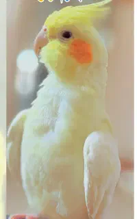 گمشده