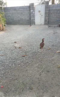 ماده مرغ اصل