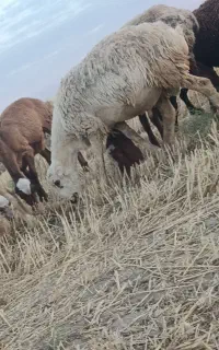 2راس بره نر سفید چینی