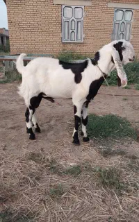 بزنر