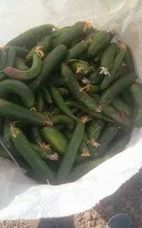 چیدن خیار