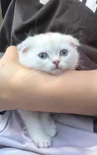 بچه گربه فوق العاده