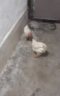 جوجه ماشینی
