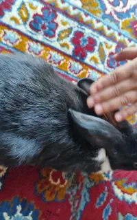 بچه خرگوش