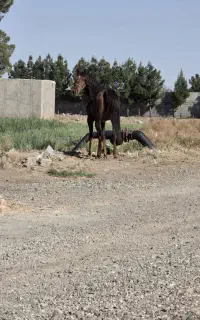 مادیون درجه ۱ ماهرخ