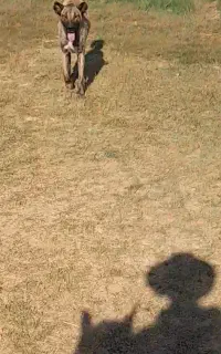 سگ ماده سرابی