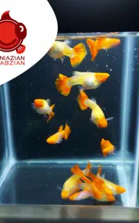 ماهی گوپی بالغ