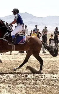 اسب  نریان ترکمن