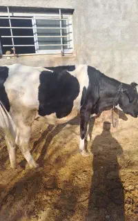 گاو ۶ماه ابستن
