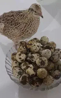 بلدرچین گوشتی و تخم گذار با بهترین کیفیت
