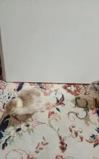 جوجه بوقلمون برنز و بورن