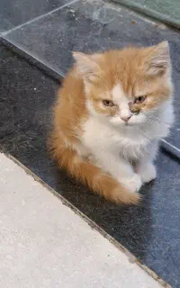 بچه گربه