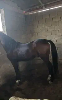 اسب خالص ایرانی پرخون