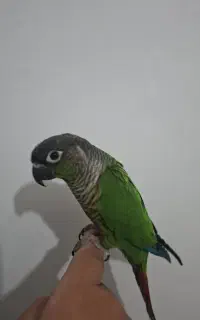 گرینچیک