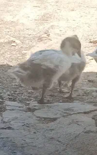 جوجه غاز