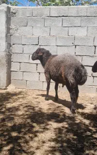 بره نر