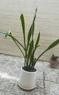 سانسوریا