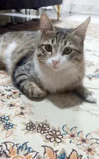 گربه نر گم شده در فاز ۵ پادادشهر