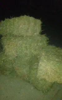 بیده پرس