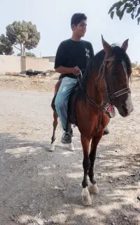 اسب نر دره شور