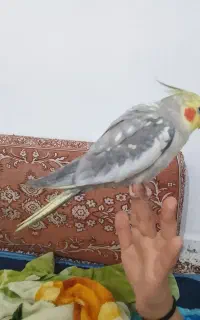 عروس هلندی گم شده