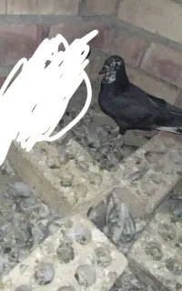 کفتر ملکی