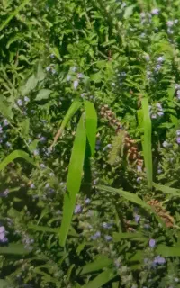 بادرشمی