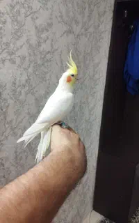 عروس هلندی